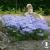 Phlox divaricata Clouds of Perfume.jpg